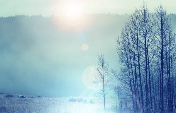 Magic misty forest — Stock Photo, Image