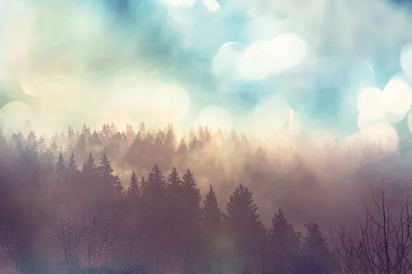 Magic misty forest — Stock Photo, Image