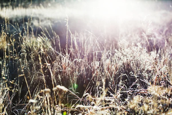 Donmuş çim yakın çekim shot — Stok fotoğraf