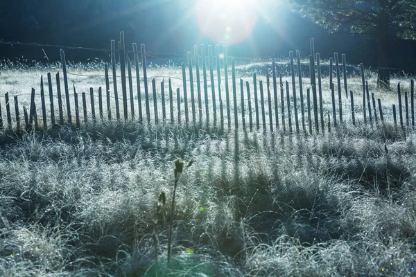 Gros plan de l'herbe gelée — Photo