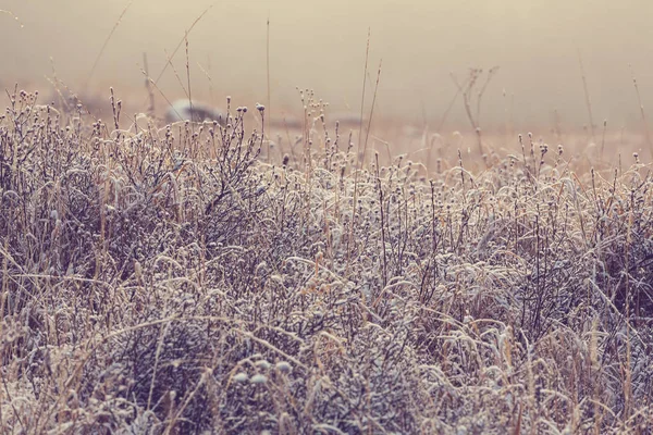 Close-up shot of the frozen grass — Stock Photo, Image