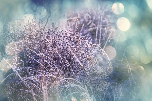 Detailní záběr ojíněné trávě — Stock fotografie