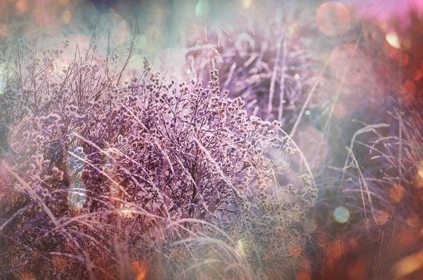 Close-up shot van het bevroren gras — Stockfoto