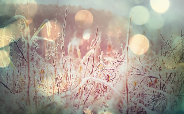 Close-up shot van het bevroren gras — Stockfoto