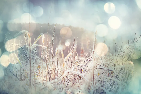 Close-up shot van het bevroren gras — Stockfoto