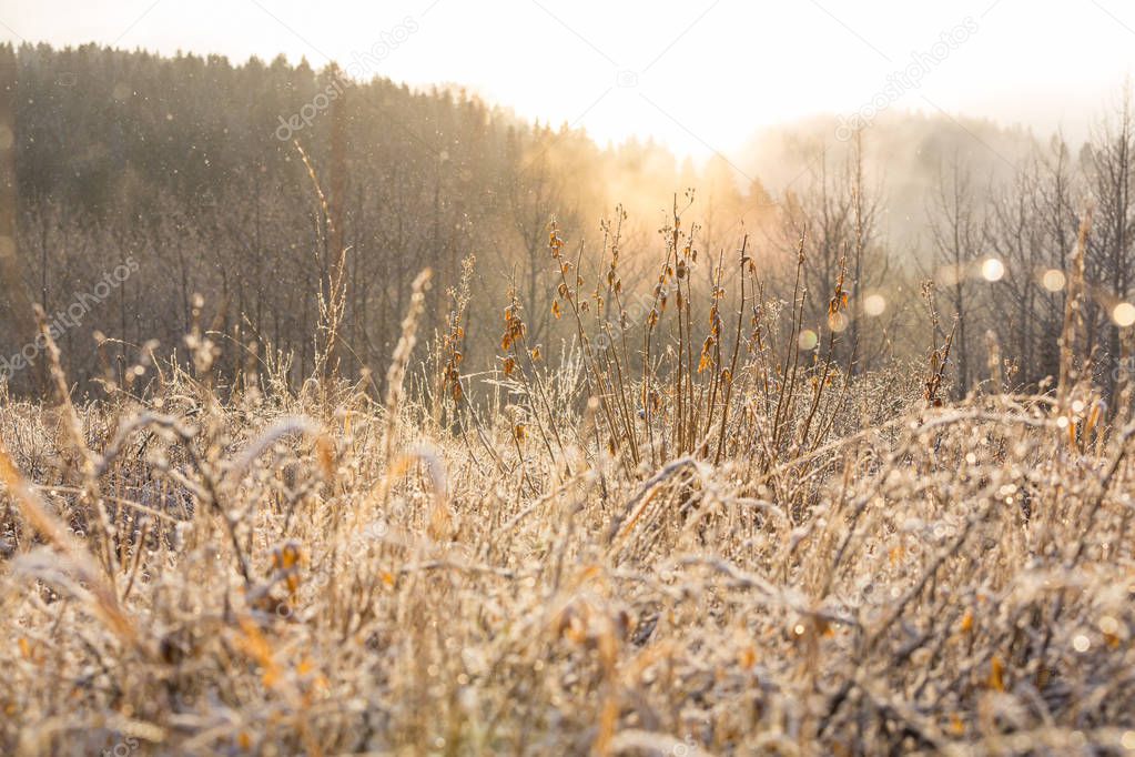 Close-up shot of the frozen grass