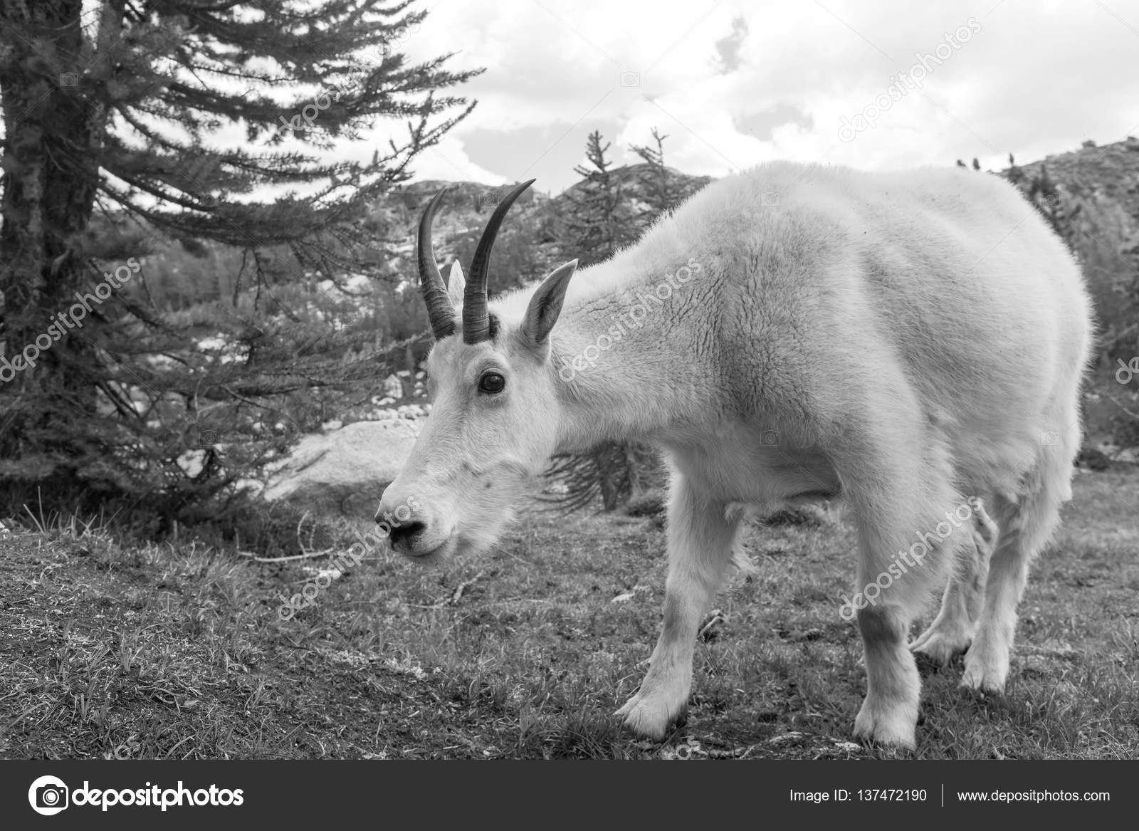 Wild Mountain Goat — Stock Photo © kamchatka 137472190