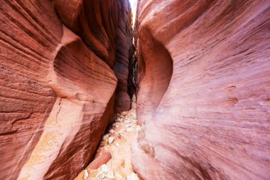 Yuvası Kanyon Grand merdiven Escalante Ulusal Parkı içinde