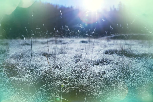 Close-up shot of the frozen grass — Stock Photo, Image