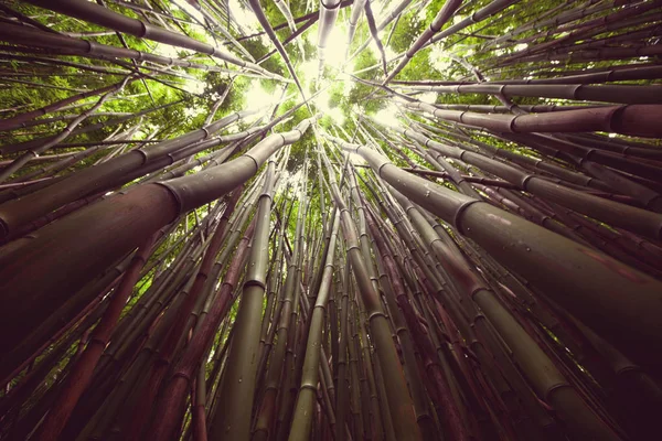 Selva profunda no Havaí — Fotografia de Stock