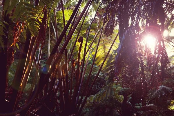 Selva profunda no Havaí — Fotografia de Stock