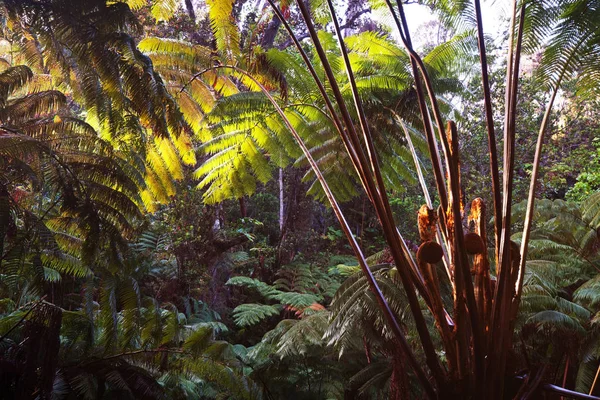 Deep Jungle in Hawaii — Stock Photo, Image