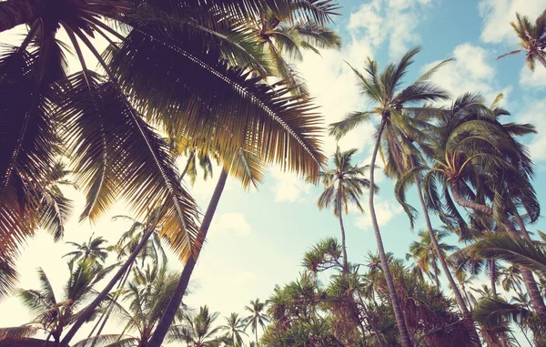 Plantación de palmeras en isla tropical —  Fotos de Stock