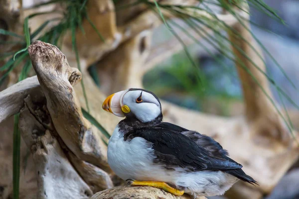 Horned Puffin bird — Stock Photo, Image