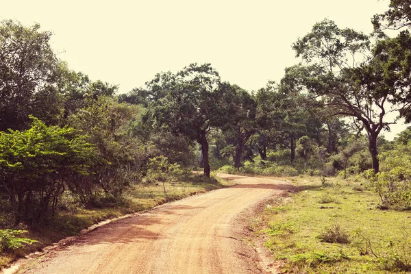 Chemin de terre dans la jungle — Photo