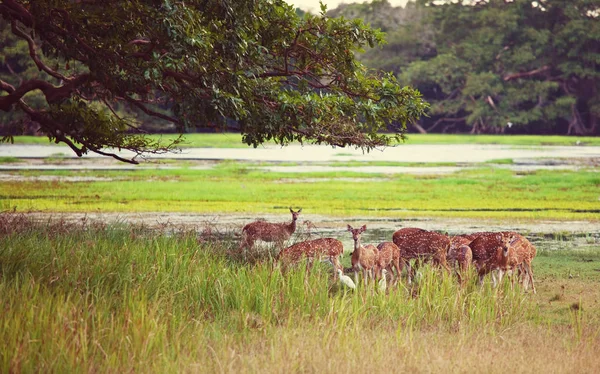 Cervos selvagens manchados — Fotografia de Stock