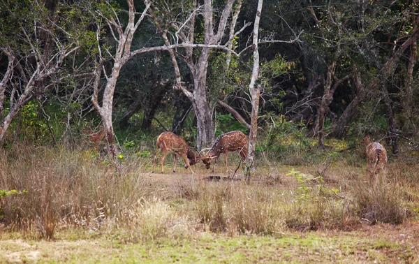 Cerf tacheté sauvage — Photo