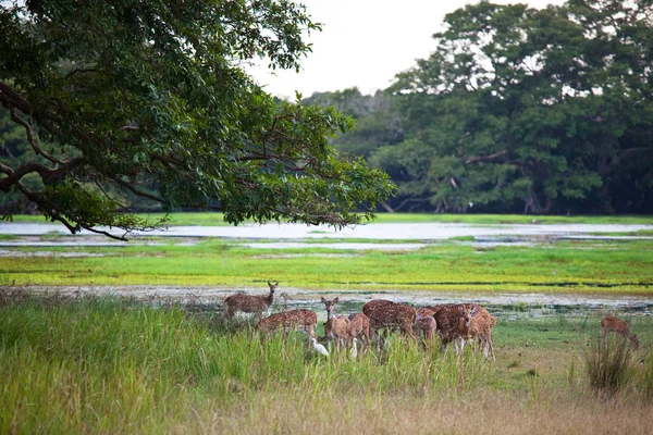 Wild gevlekte herten — Stockfoto