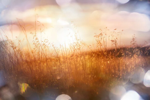 Journée ensoleillée sur la prairie — Photo