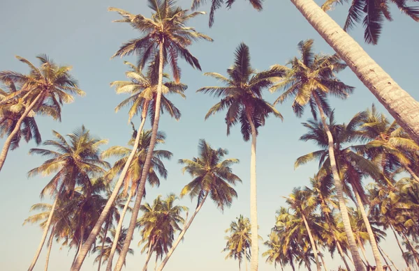 Serenità spiaggia tropicale — Foto Stock