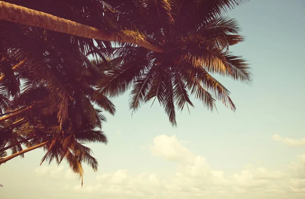 Serenità spiaggia tropicale — Foto Stock