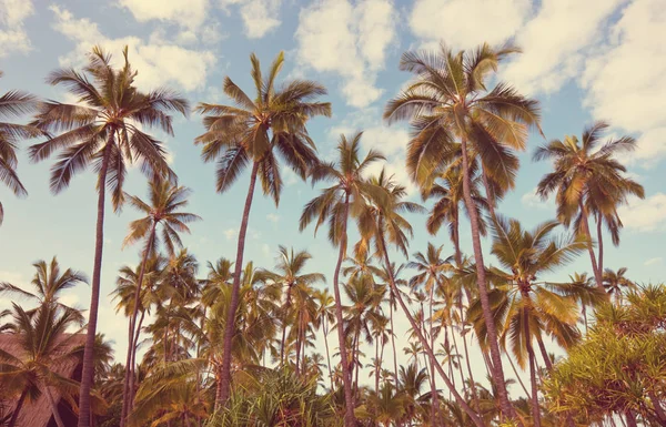 Serenità spiaggia tropicale — Foto Stock