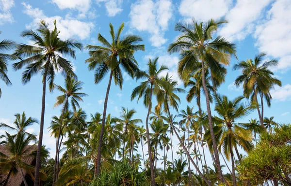 Sérénité plage tropicale — Photo