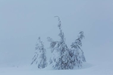 Kış ormanı karla kaplı