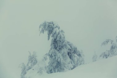 Kış ormanı karla kaplı