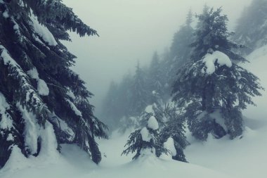 Kış sahne orman karla kaplı