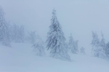Kış mevsiminde karla kaplı orman manzarası