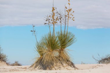Soaptree avize ağacı (Yucca elata)