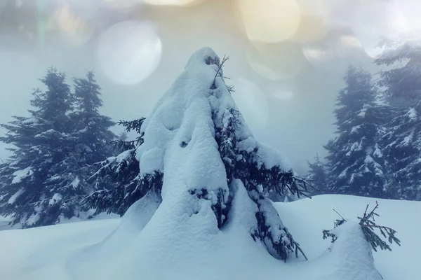 Hóval borított téli erdő — Stock Fotó