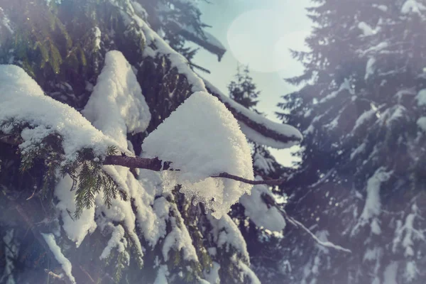 Winterbos bedekt met sneeuw — Stockfoto