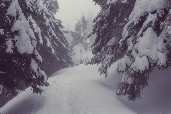 Zimowy las pokryty śniegiem — Zdjęcie stockowe