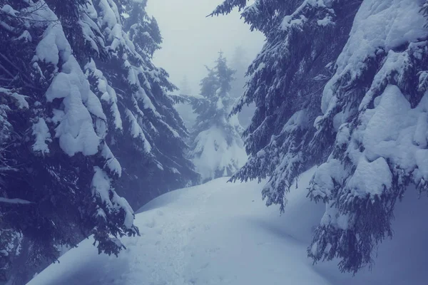 Winterbos bedekt met sneeuw — Stockfoto