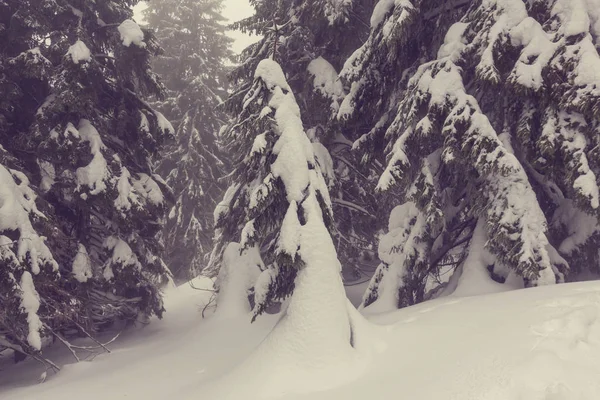 Kış ormanı karla kaplı — Stok fotoğraf