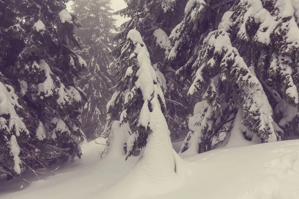 Vinterskog täckt med snö — Stockfoto