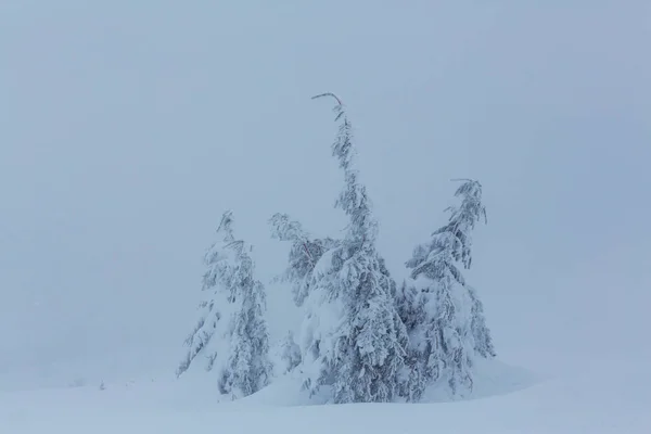 Vinterskog täckt med snö — Stockfoto