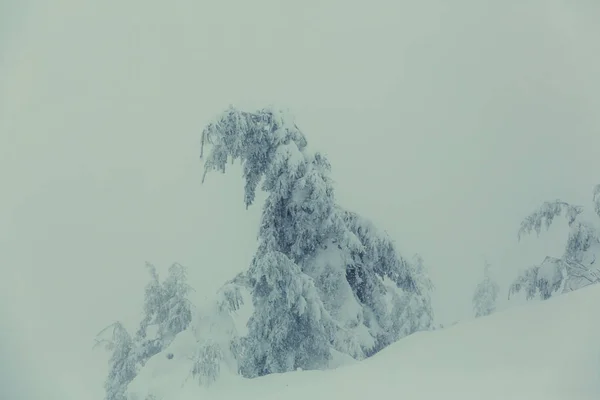 Winter forest covered with snow — Stock Photo, Image