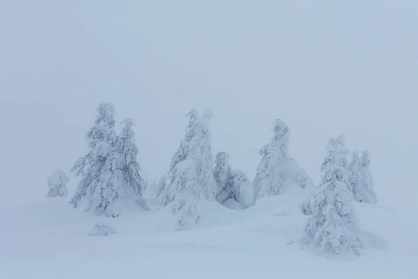 被雪覆盖的冬季森林 — 图库照片