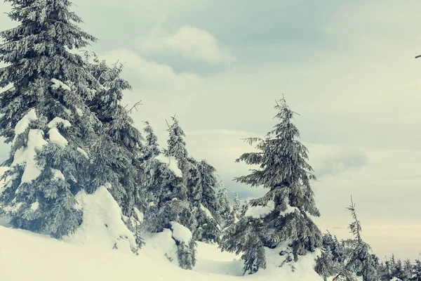 Floresta de inverno coberta de neve — Fotografia de Stock