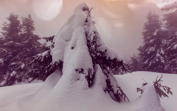 Floresta de inverno coberta de neve — Fotografia de Stock