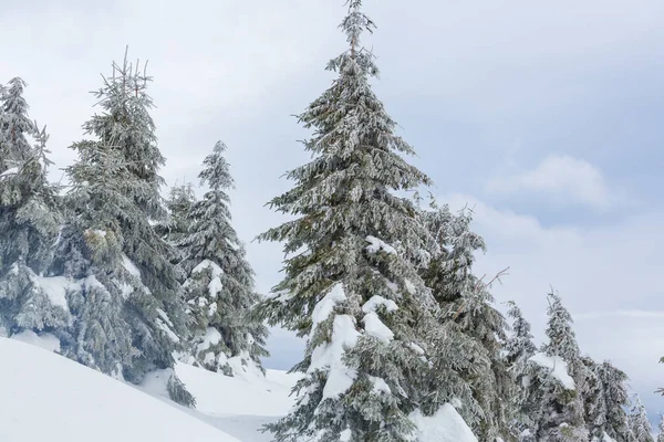 Forêt hivernale couverte de neige — Photo