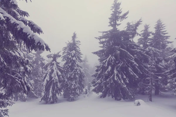Winter forest covered with snow — Stock Photo, Image