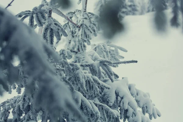 Scena invernale foresta coperta di neve — Foto Stock