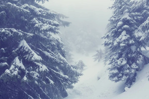 Bosque de invierno cubierto de nieve —  Fotos de Stock