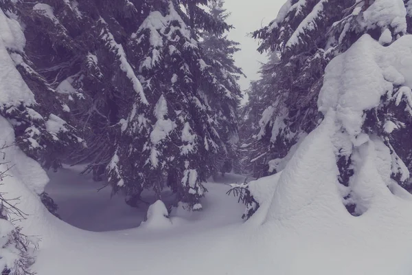 Scène hivernale forêt couverte de neige — Photo