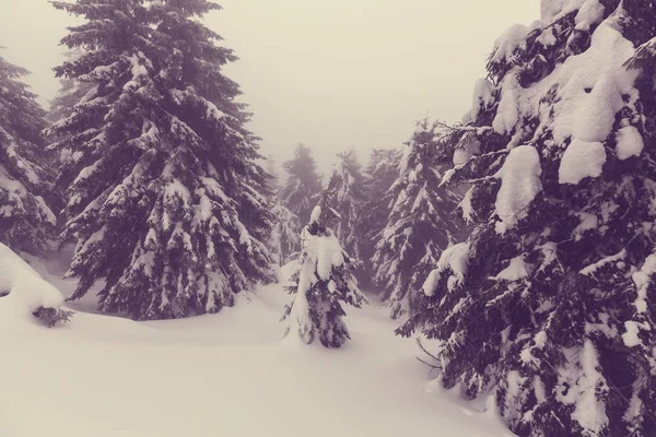 Scène hivernale forêt couverte de neige — Photo