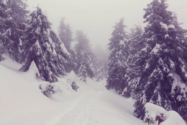 겨울 장면 숲이 눈으로 덮여 — 스톡 사진